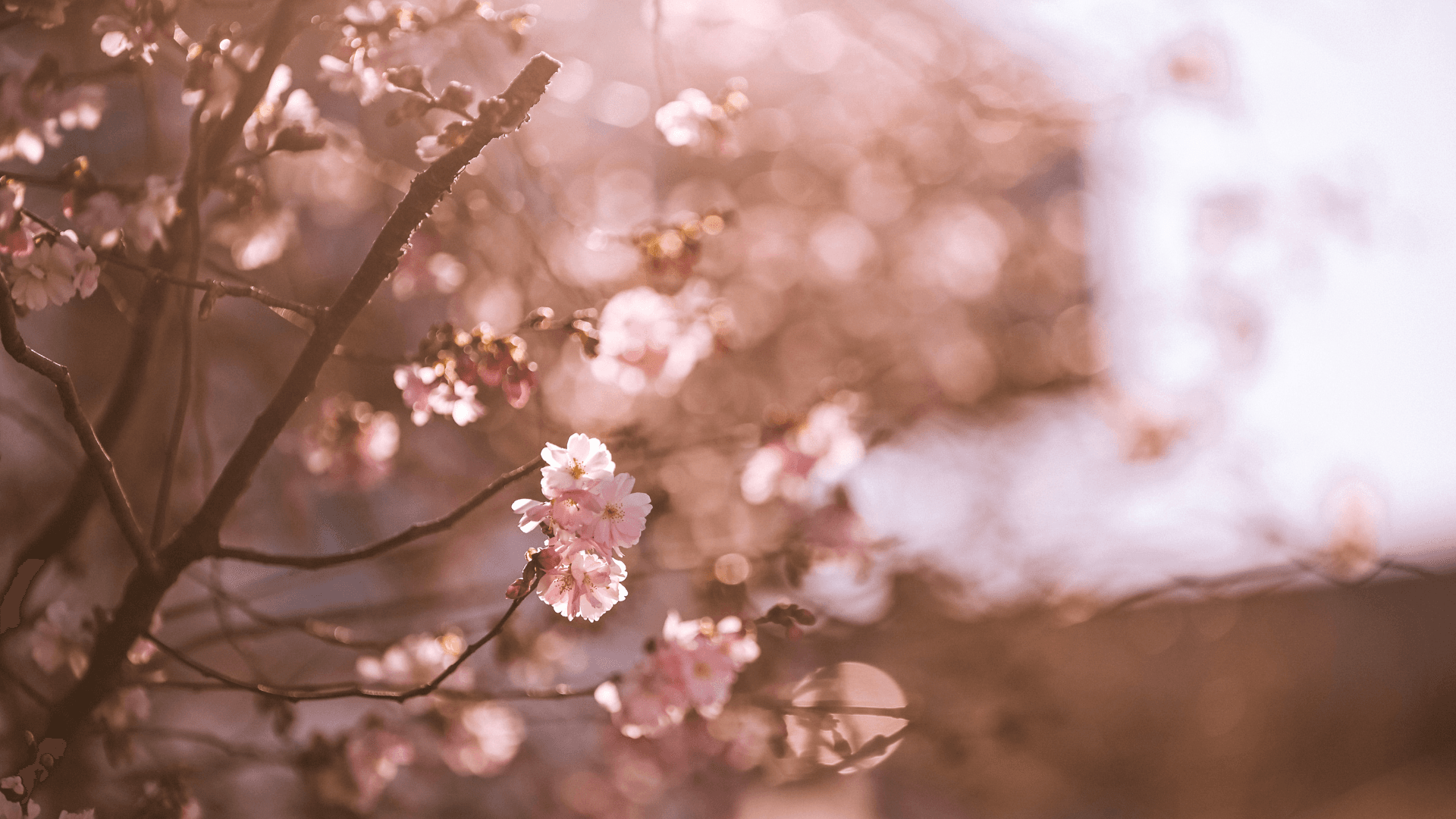 The cherry trees by the Boulevard