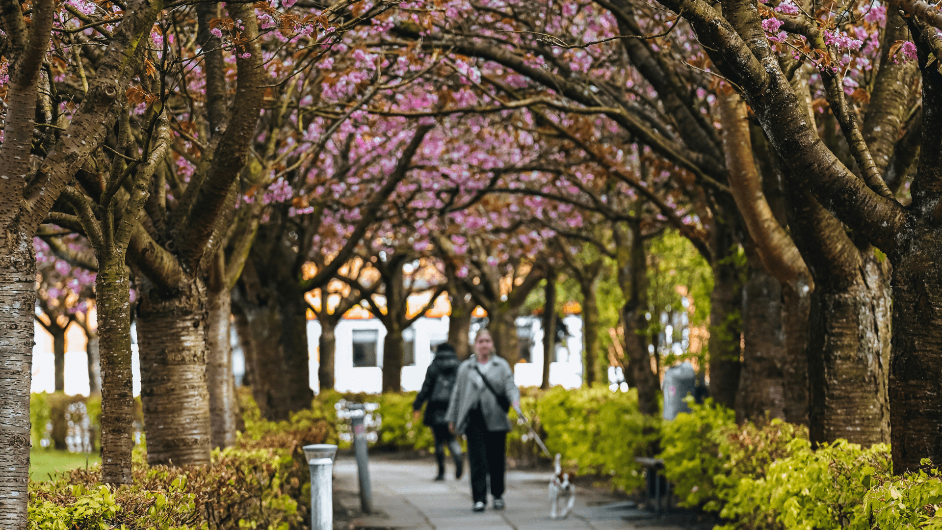 The cherry trees by the Boulevard