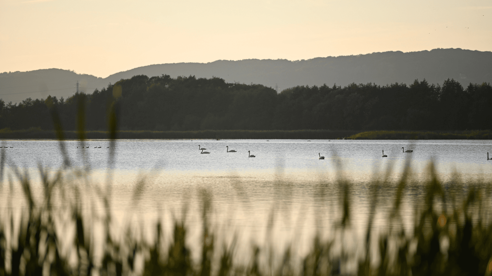 Kongens Kær wetlands, Knabberup Lake and Haraldskær Forest