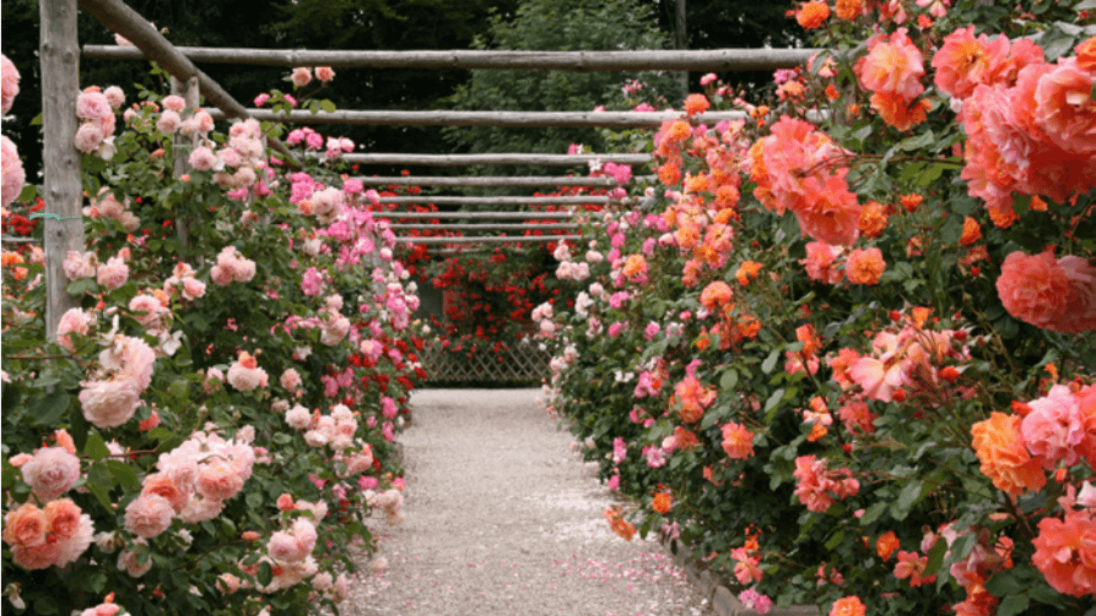 The Rose Park in Aalestrup