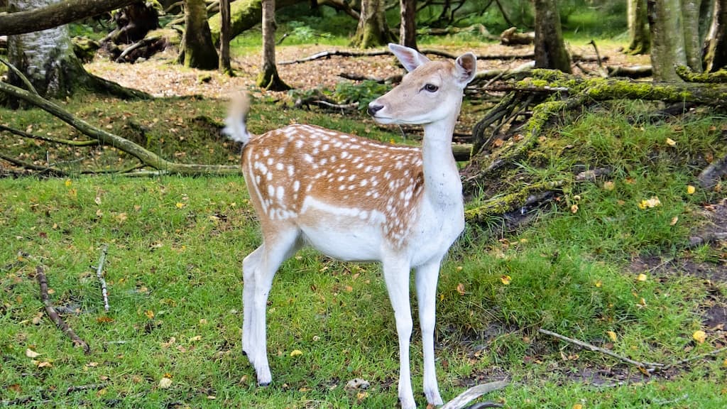 Arden Animal Park
