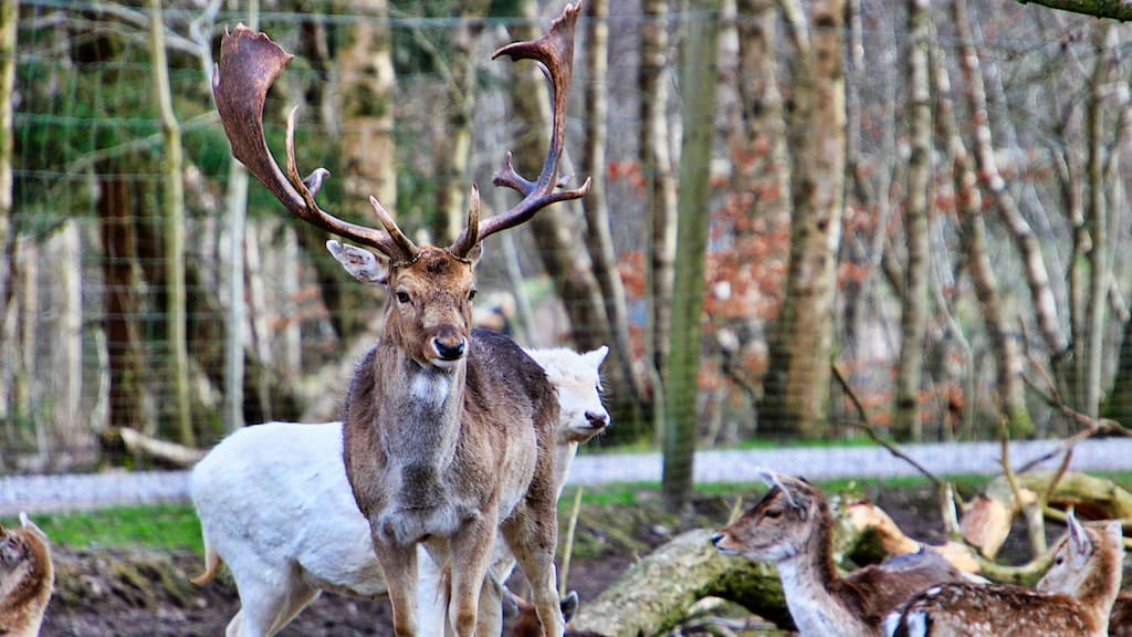 Arden Animal Park