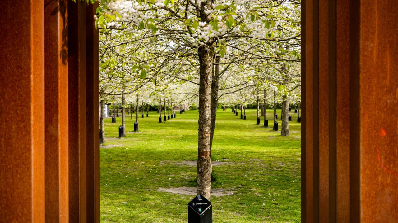 The singing trees