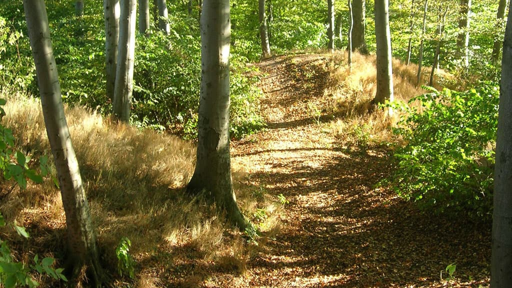 Skanse Park