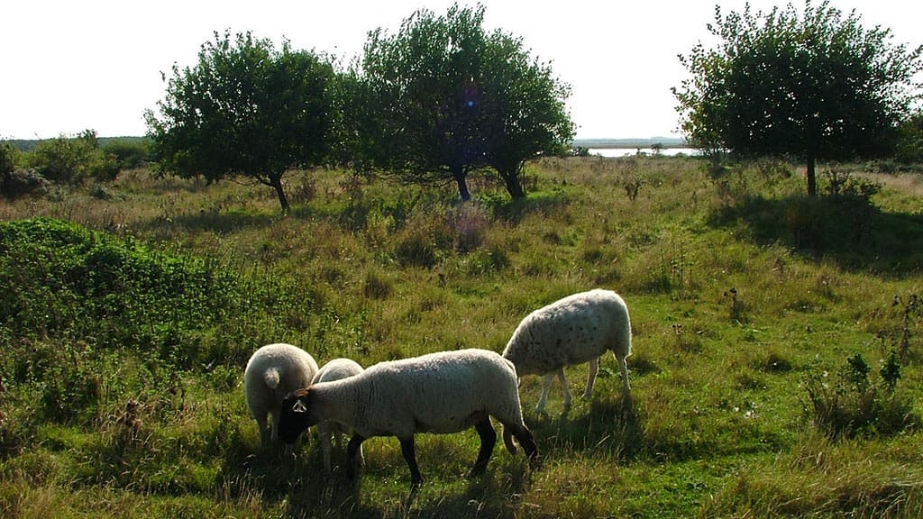 Lindholm Fjordpark