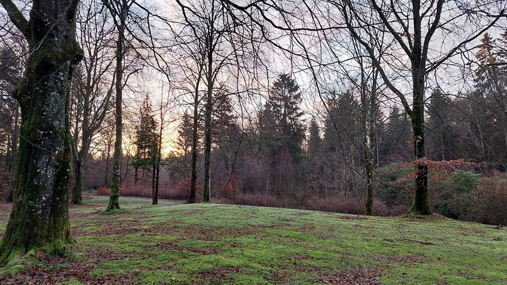 Kongsø b&b inmitten des Waldes